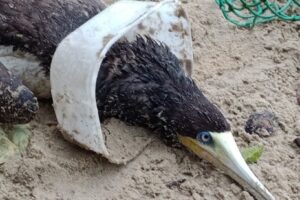 Atobá-marrom resgatado com pote de sorvete preso na cabeça