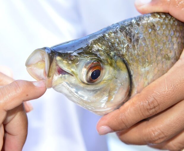 peixe pesca