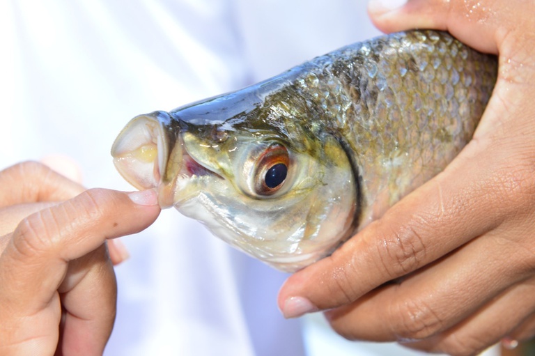 peixe pesca