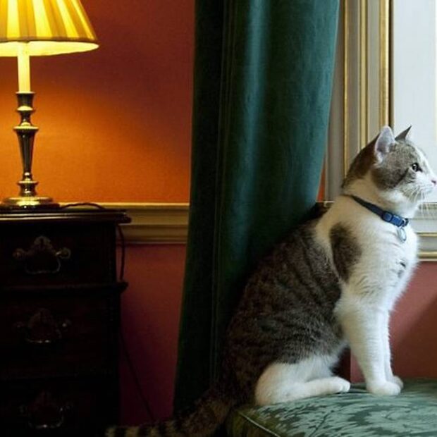 o gato larry na residencia oficial do premier britanicoafp