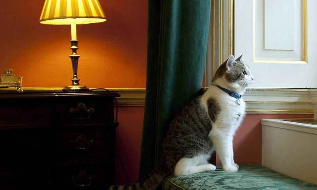 o gato larry na residencia oficial do premier britanicoafp