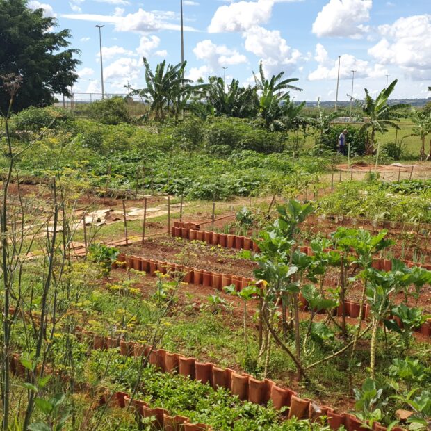 20.1. horta comunitária. foto divulgação ascom guará4