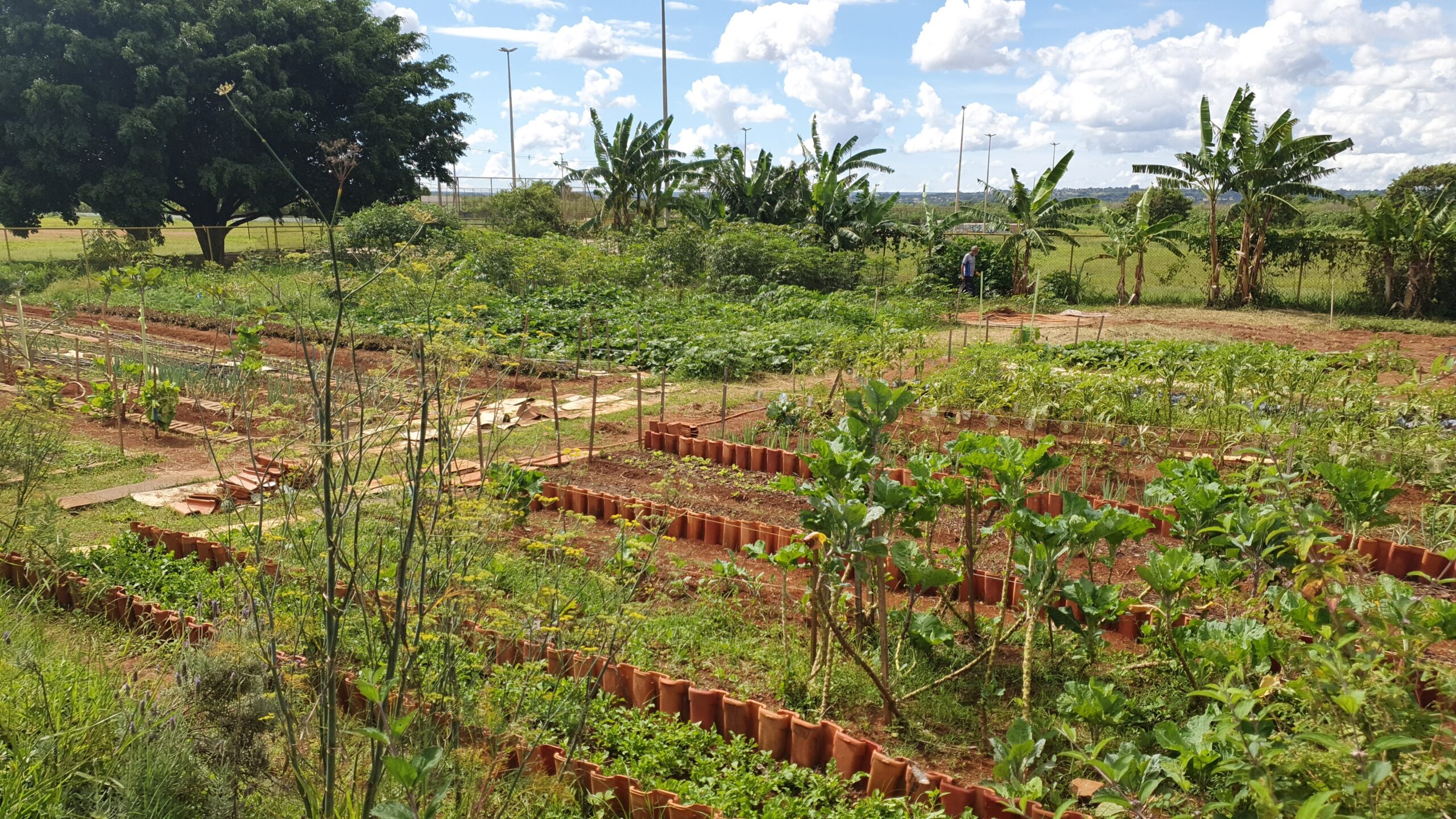 20.1. horta comunitária. foto divulgação ascom guará4