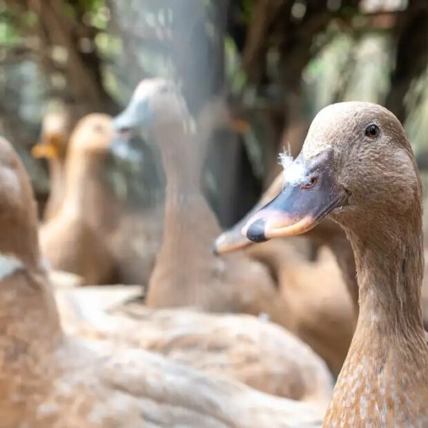vecteezy the large group of healthy brown ducks in a domestic farm 22340663