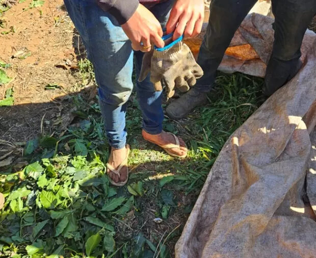 trabalhadores resgatdos de fazenda de cafe mg