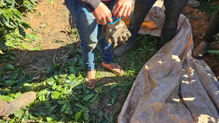 trabalhadores resgatdos de fazenda de cafe mg