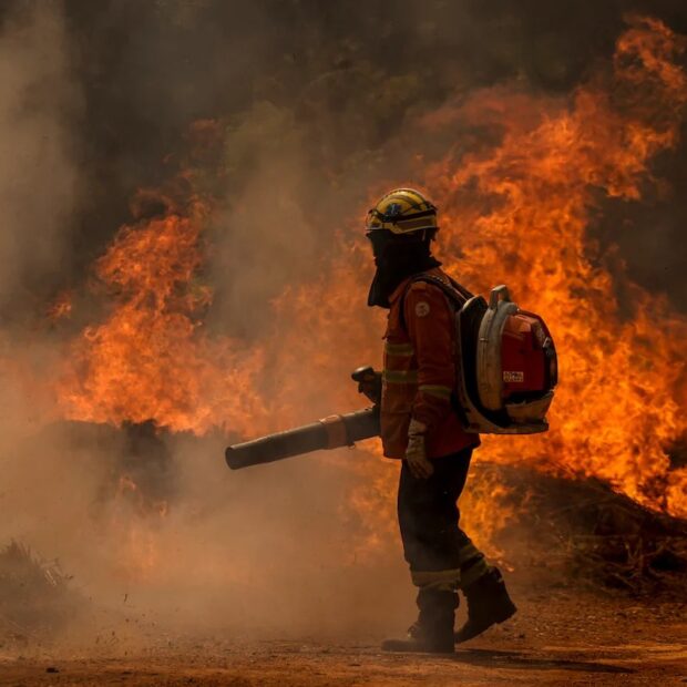 incendios sp ciclo vivo