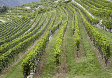 terre di leone 4