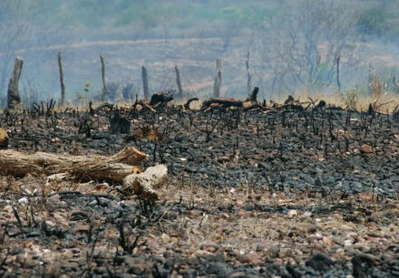 cop17