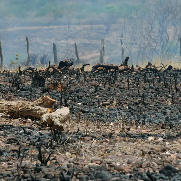 cop17