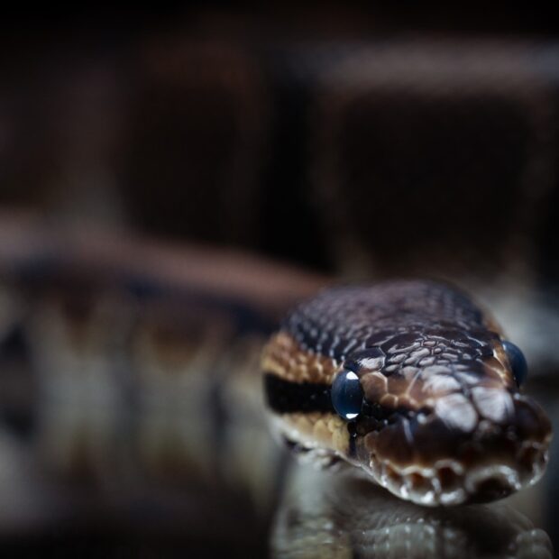 france animal snake