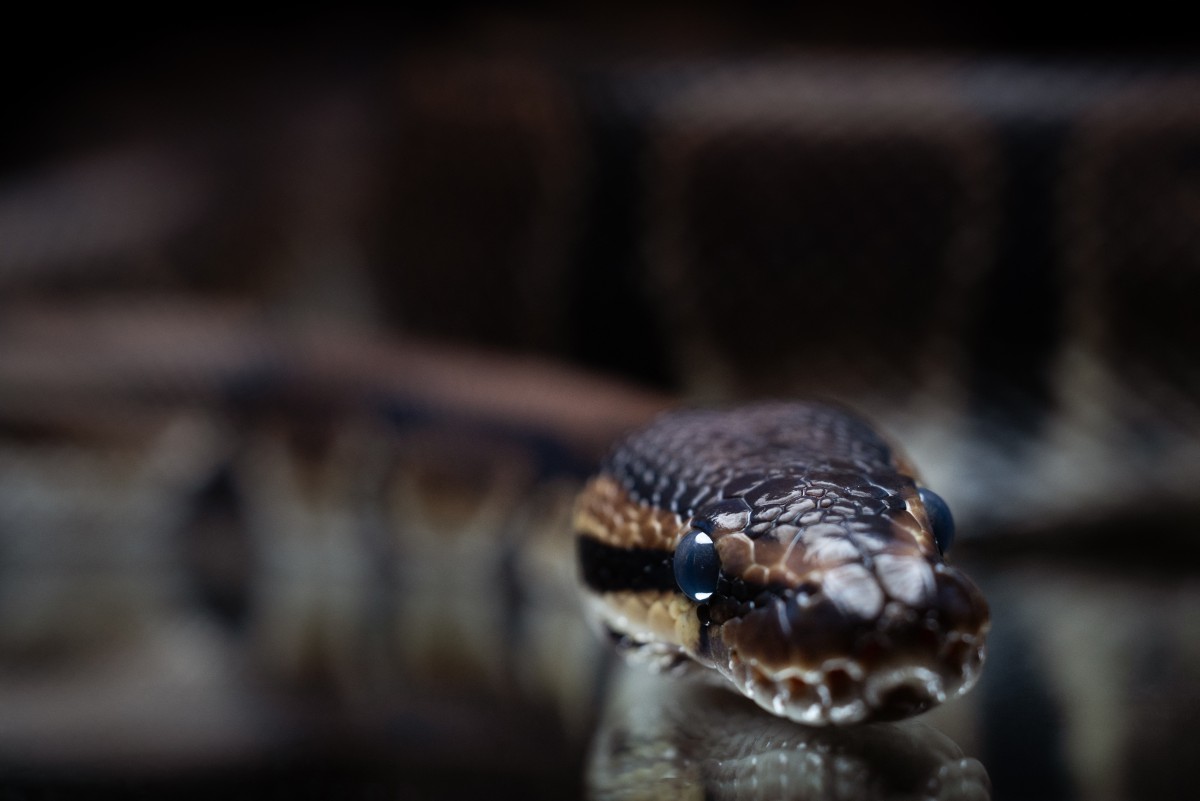 france animal snake