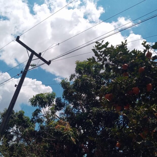 arvores rede eletrica