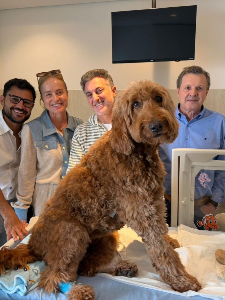 Gringa, cachorra de Angélica, está cercada de cuidados após diagnóstico que deixou a apresentadora e sua família apreensivos.