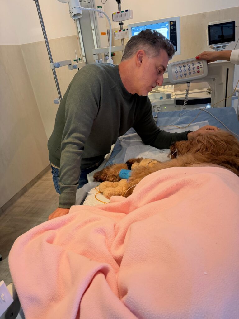 Angélica agradeceu à equipe que acompanha Gringa, incluindo um cardiologista veterinário, mas não revelou qual doença foi diagnosticada na pet.