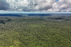 ecologica floresta