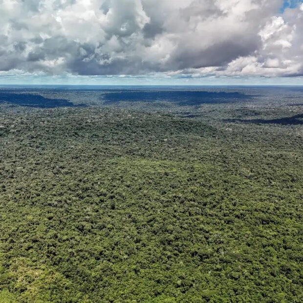 ecologica floresta