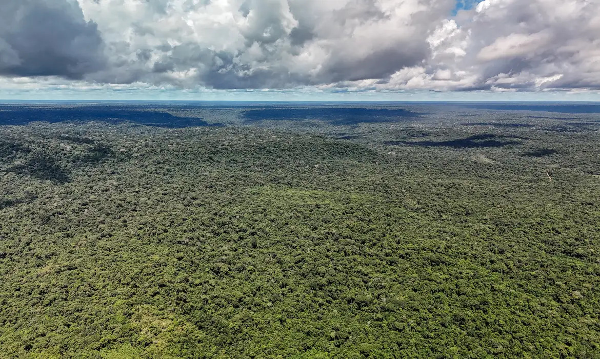ecologica floresta