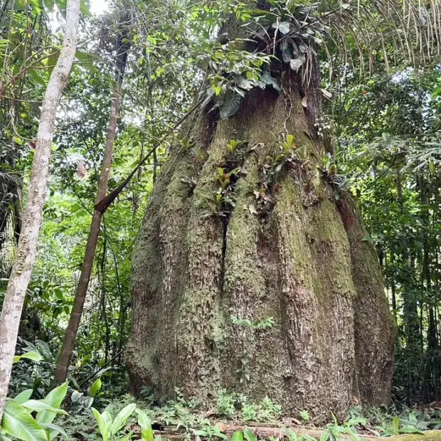 floresta amazonica conservada em caracarai rr