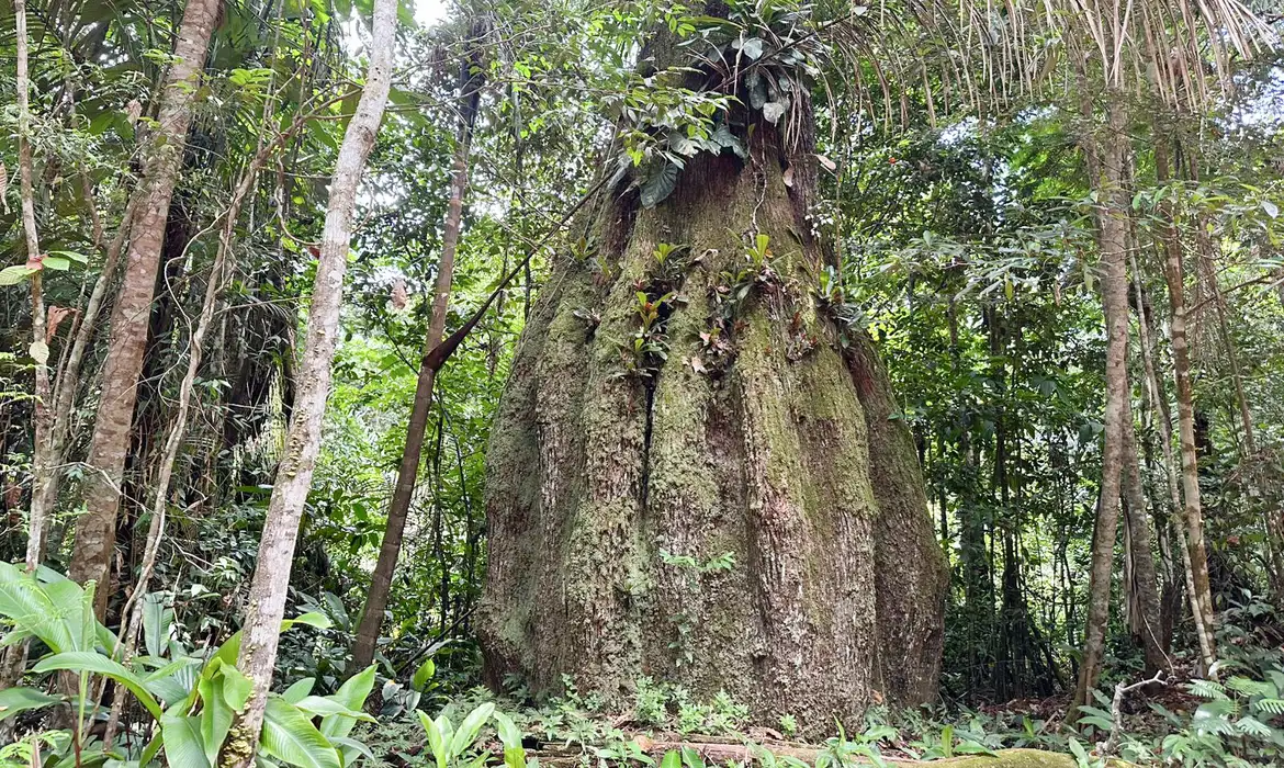 Brazil creates four new sustainable reserves in the Amazon