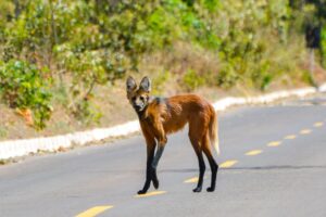 lobo guará