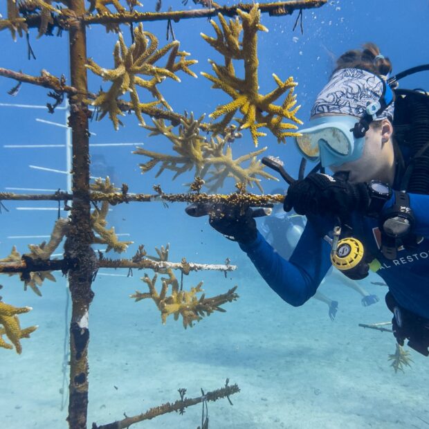 coral gardening: miami scientists race to save a dying reef
