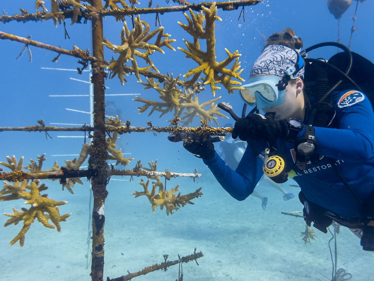 coral gardening: miami scientists race to save a dying reef