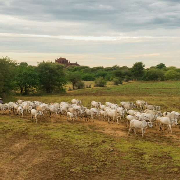 a peaceful laid back sunset with a herd of zebu cattle n myanmar