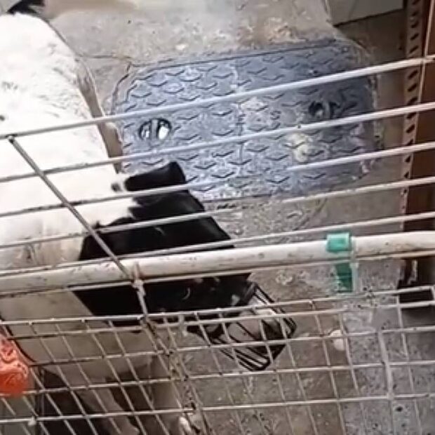 e maus tratos na zona sul do rio