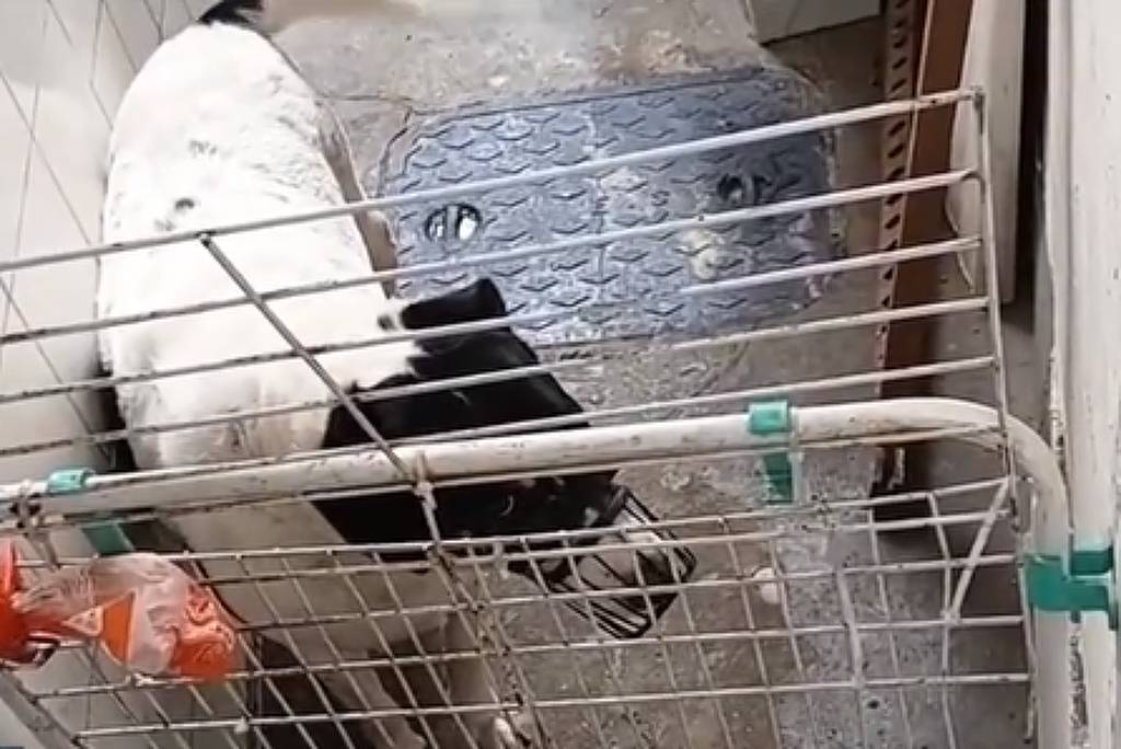e maus tratos na zona sul do rio
