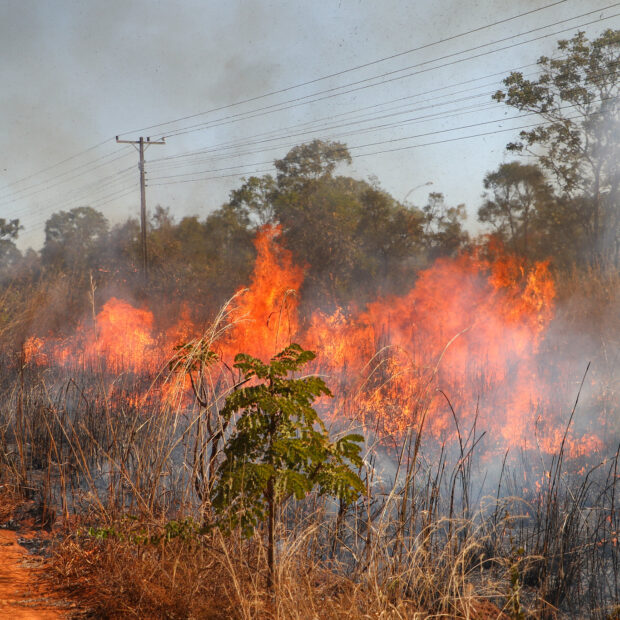 incendio florestal