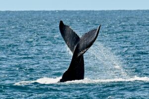 brazil environment animal oceans