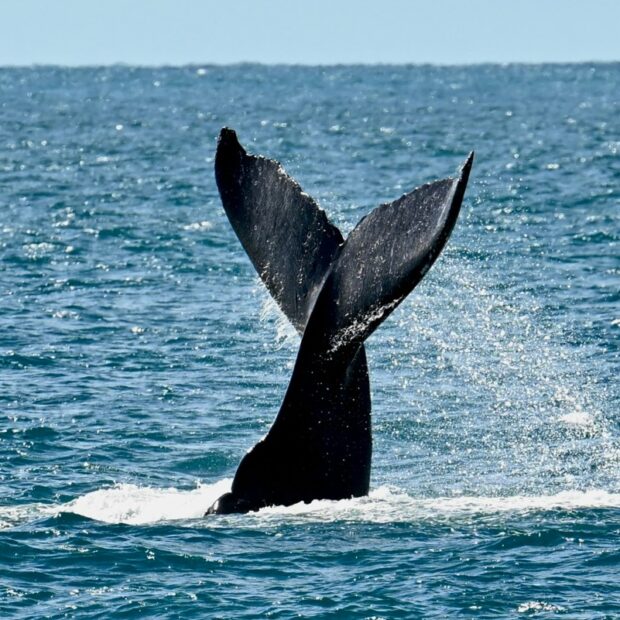 brazil environment animal oceans