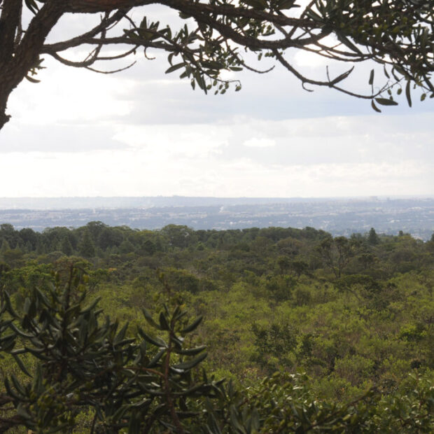edital cria nova frente para reforçar a recuperação do bioma do cerrado