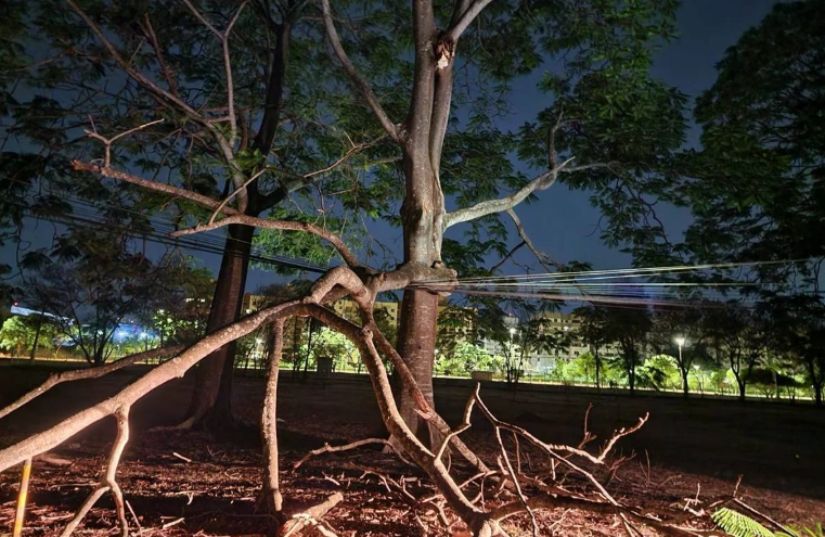 Queda de árvore deixa estacionamentos do Parque da Cidade sem energia