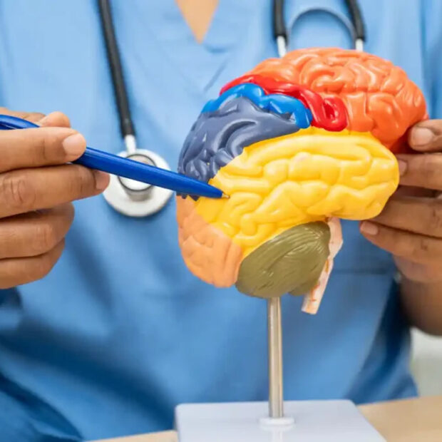 cerebro