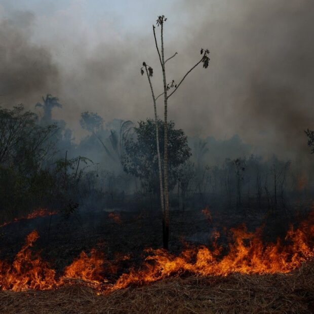 amazônia