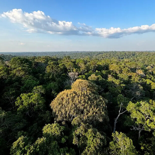 amazônia e cerrado evitaram emissões equivalentes às do japão