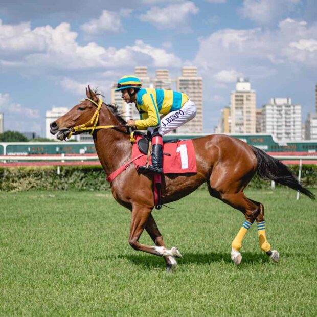 money jockeyclubdesp divulgacao